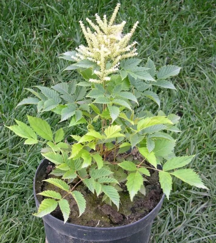Волжанка двудомная (aruncus dioicus). Семена волжанка двудомная. Волжанка двудомная 'kneiffii'. Волжанка двудомная. Волжанка саженцы.