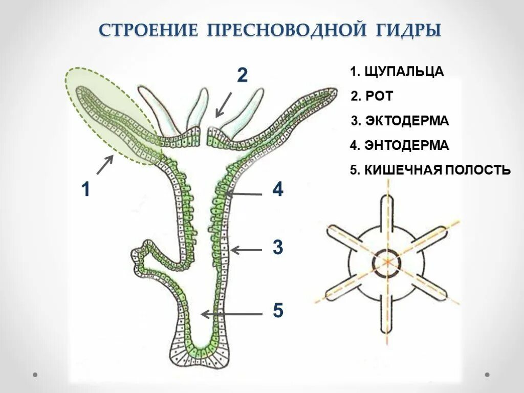 Тип кишечнополостные рисунки. Строение полипа гидры. строение гидры кишечнополостные. гидра биология строение. строение гидры гастральная полость.