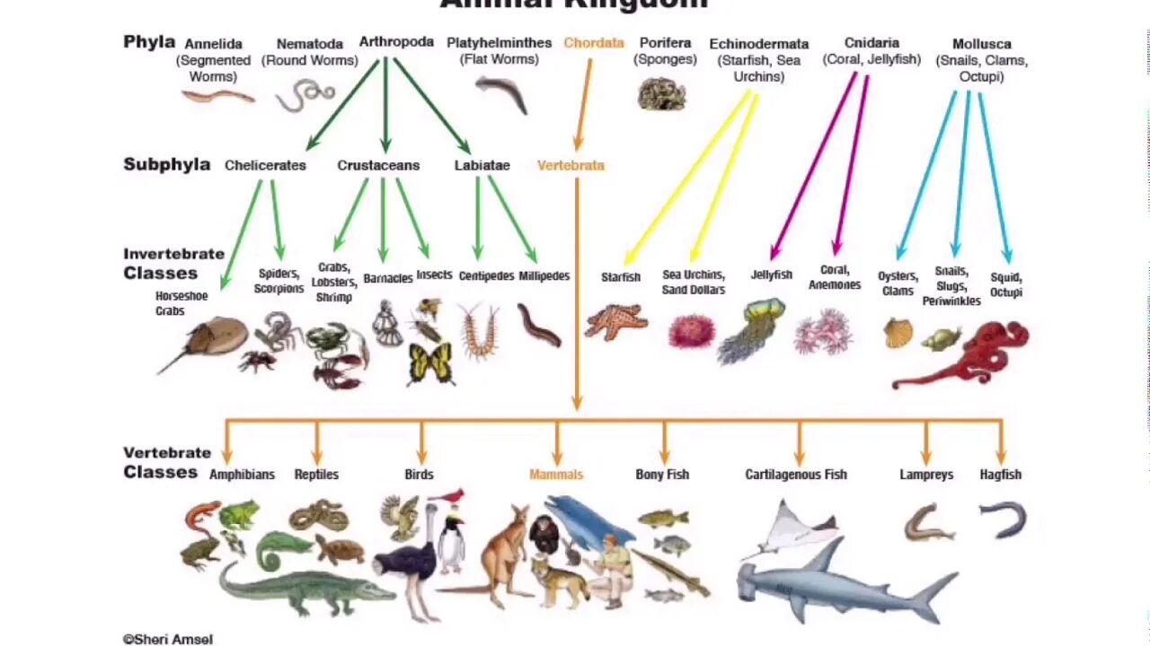 В царстве животных. Царство животных классификация. Царство Animalia. Диаграмма царство животных.