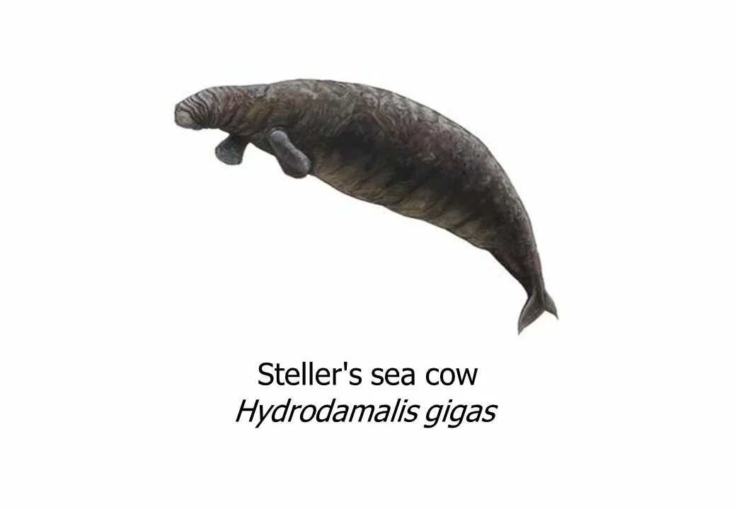 Стеллерова корова картинки. Sea cow перевод. Стеллерова морская корова. Морские животные ламантины. Cow перевод на русский язык.