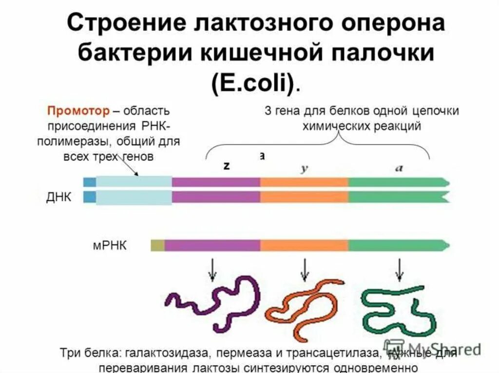 Кольцевая днк прокариот. Строение лактозного оперона кишечной палочки. Структура оперона бактерий. Структура Гена оперон. Лактозный оперон e.coli.