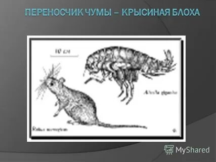 Какая блоха