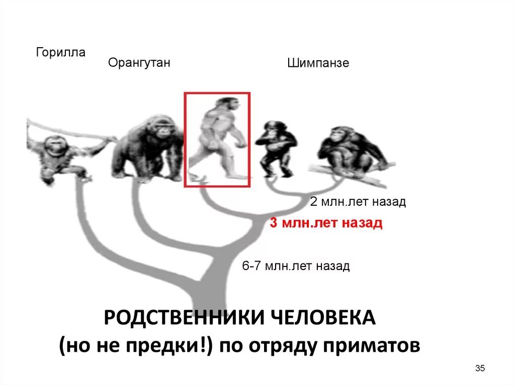 Кто является родными людьми. Приматы родственники человека. Ближайшие родственники человека среди обезьян. Шимпанзе ближайший родственник человека. Ближайший родственник человека среди обезьян.