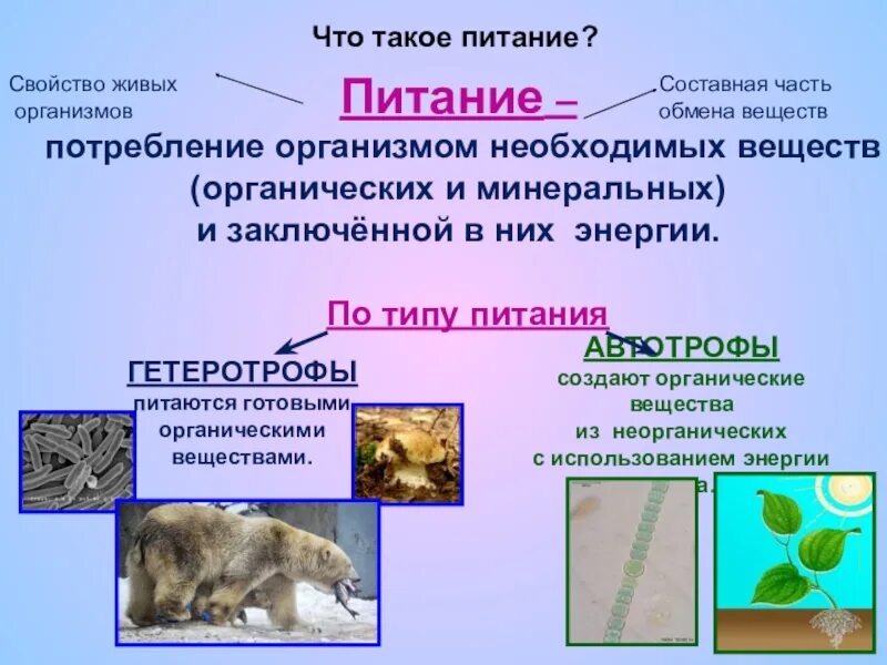 Жизнедеятельность организмов свойства живых организмов. Питание животных биология. способы питания животных. способы питания животных организмов. питание животных 6 класс.
