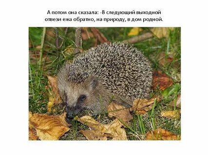Еж в красной книге