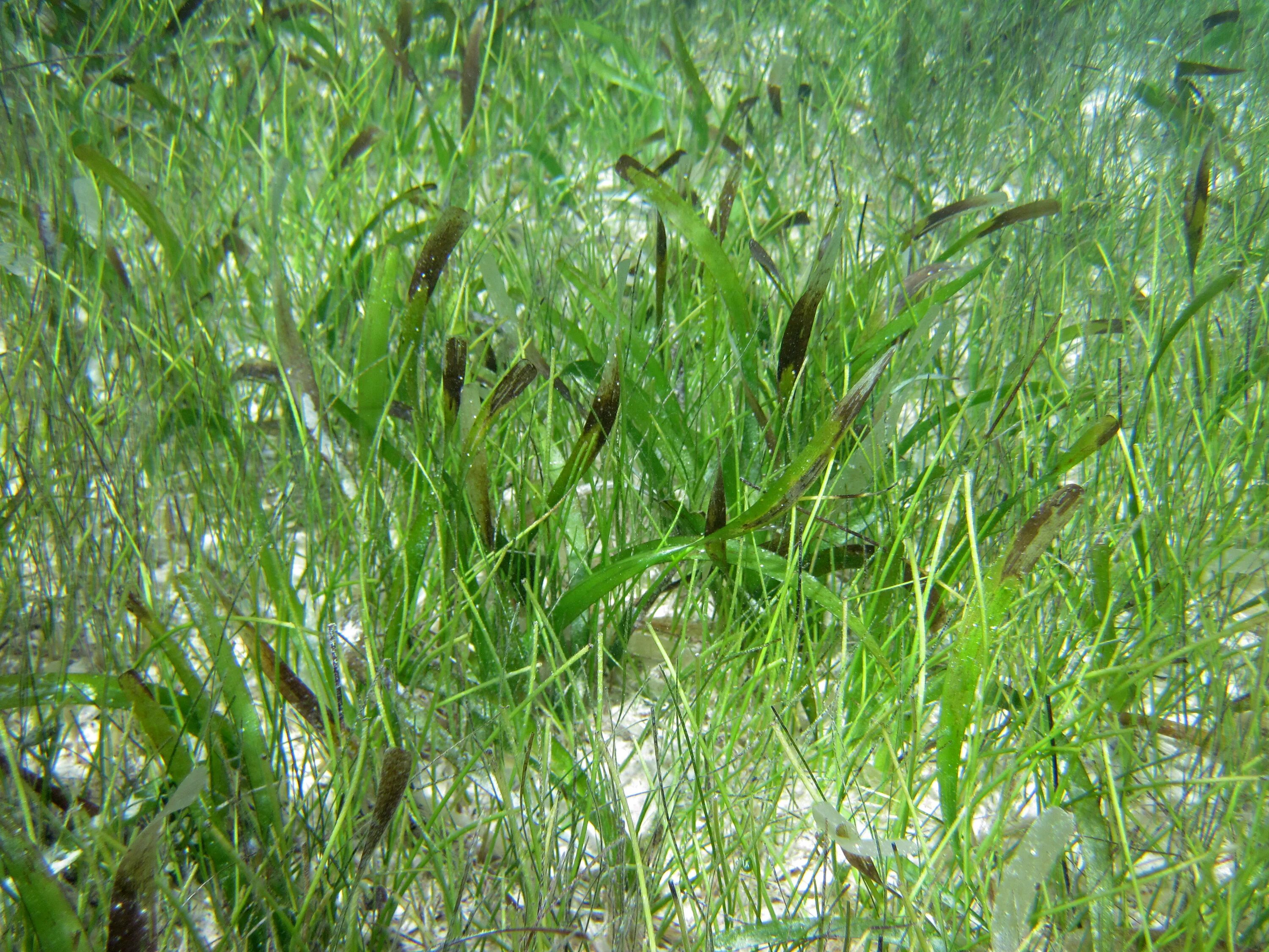 Thalassia testudinum. Syringodium filiforme. Зостера. Черепашья трава в море.