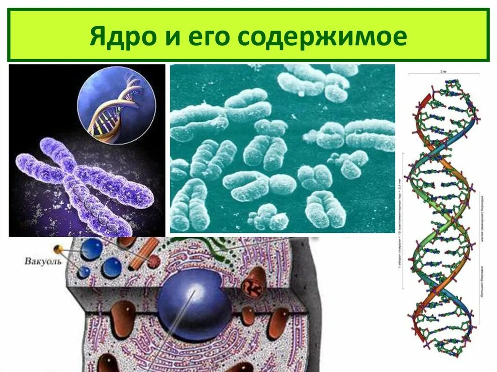 Клетка для презентации. Строение клетки. Презентация на тему клетка человека. Тема про клетки в нашем организме. В ядрах клеток многоклеточного