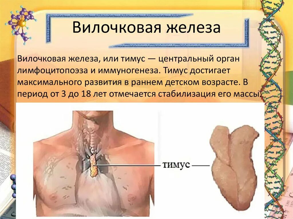 Иммунный орган тимус. Тимус вилочковая железа. Видовочкая железа. Зобная (вилочковая) железа.