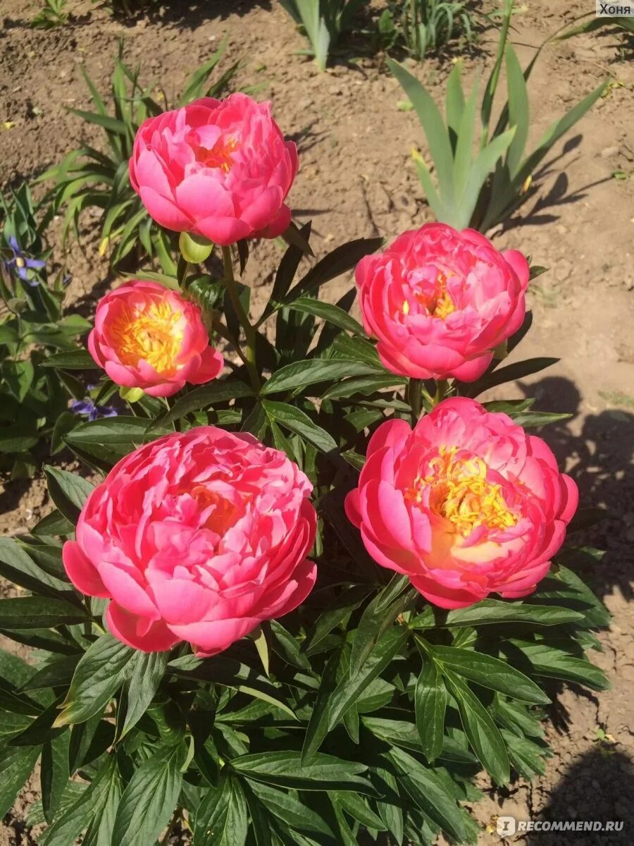 Пион hawaiian coral. Pink parfait пион. Пион пинк гавайи корал. Пион пинк гавайан корал. Пион пинк гавайи корал.