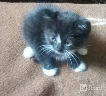 Авито рязань котята