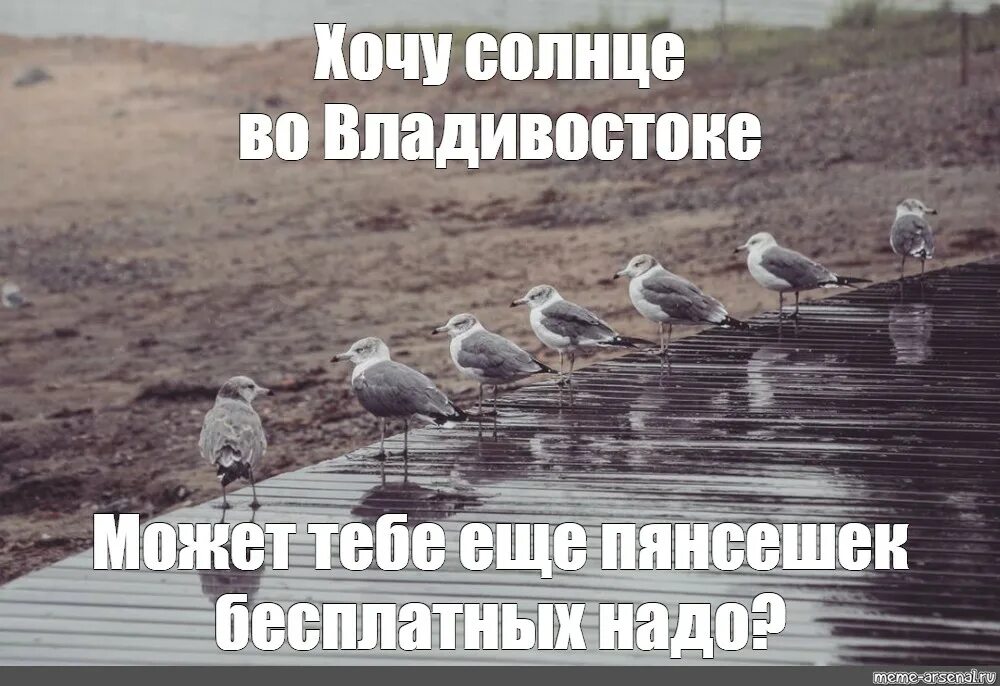 Не хочу не буду мем. Хочу солнце. Не хочу дождя. Птичка Мем. Я не хочу солнца хочу дождя.