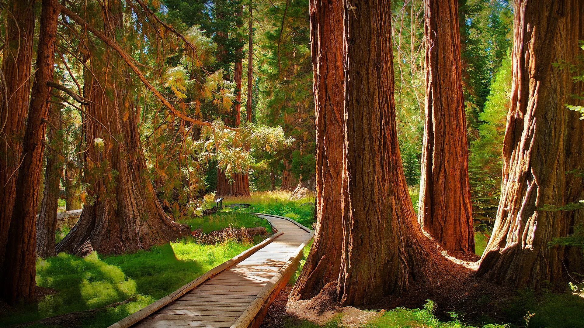 Tree us