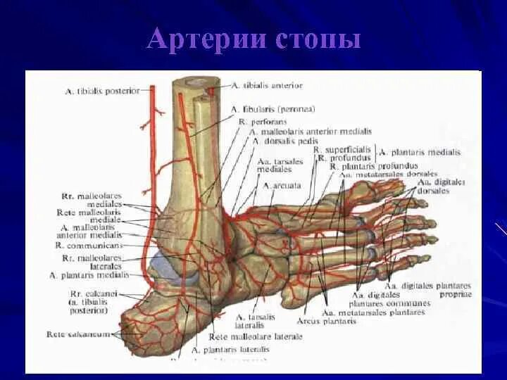 Артерии стопы анатомия. Артерии тыла стопы атлас Билич. Артерия тыла стопы анатомия. Тыльная артерия стопы анатомия. Пульсация артерий стопы