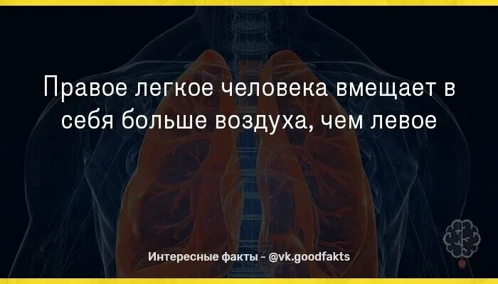 Больше воздуха больше жизни. Интересные факты о легком человека. Правое легкое человека вмещает в себя больше воздуха чем левое. Правда что правое лёгкое вмещает в себя больше воздуха.