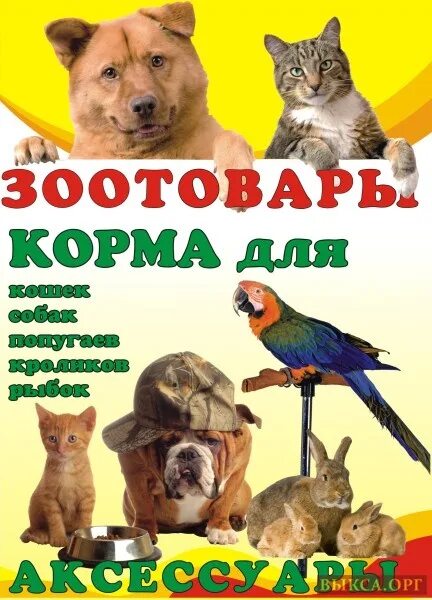 Поступление животных. Реклама товаров для животных. зоомагазин баннер. листовка зоомагазин. рекламный баннер зоомагазина.