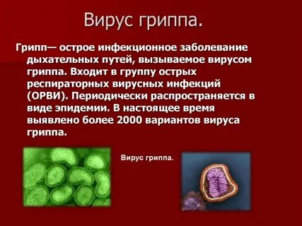 Грипп биология