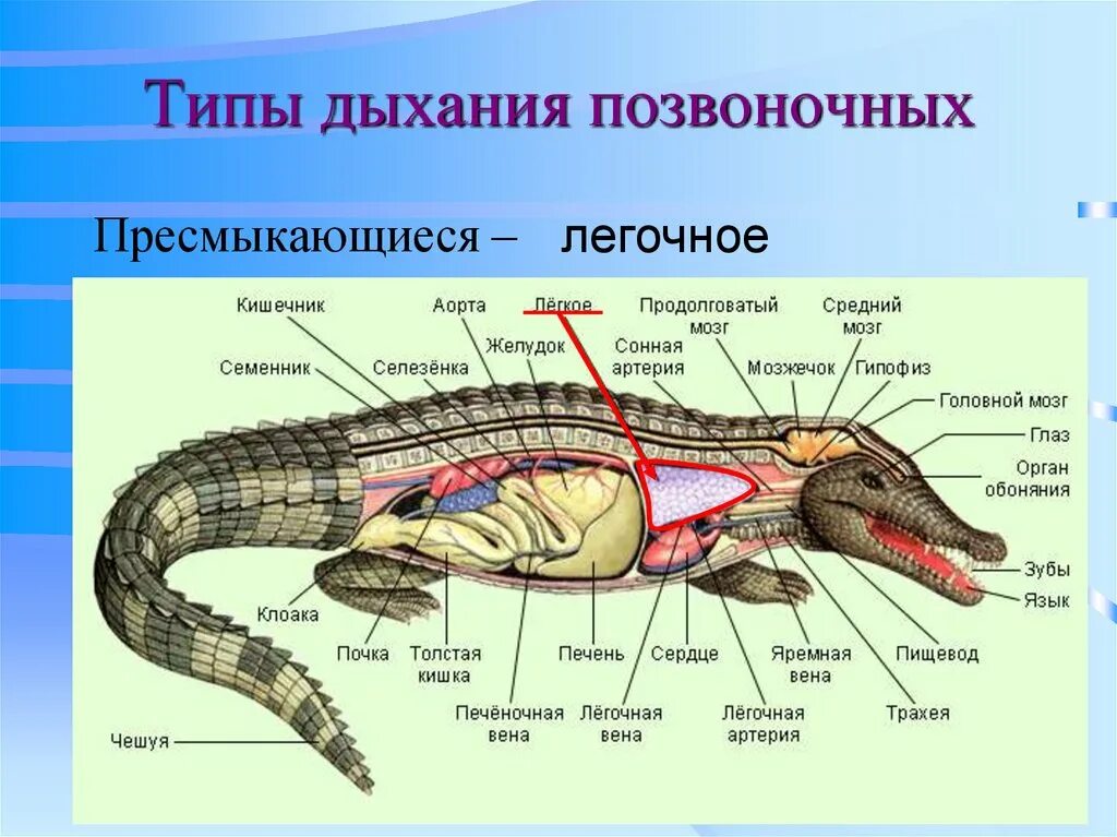 Легкие классов позвоночных. Дыхательная система крокодила. Органы дыхания крокодила. Пресмыкающиеся строение дыхательной системы. Дыхательная система крокодила схема.