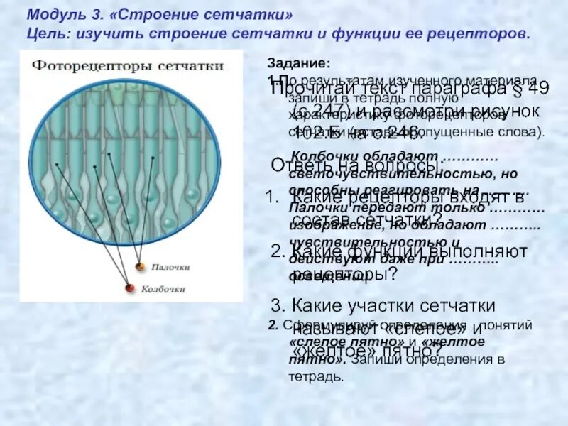 Зрительные рецепторы это. Три функции сетчатой оболочки. Сетчатая оболочка строение и функции. Сетчатка строение и функции. Сетчатая оболочка глаза функции.