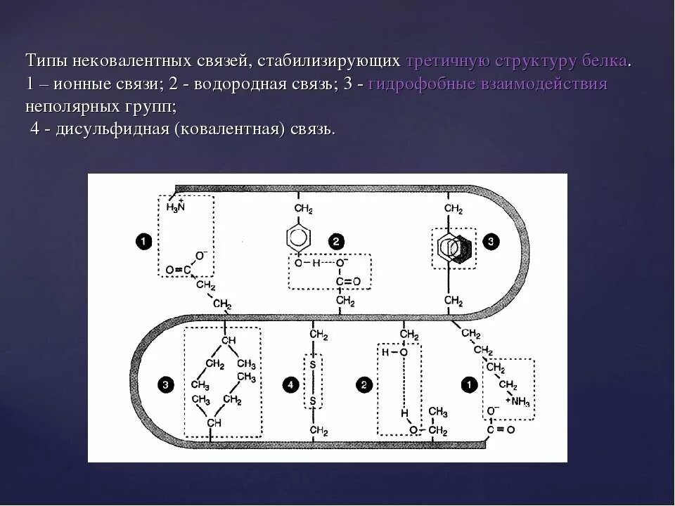 Гидрофобные связи в третичной структуре белка. Третичная структура белка связи. Третичная структура белка схема. Гидрофобные взаимодействия. Виды третичной структуры белка.