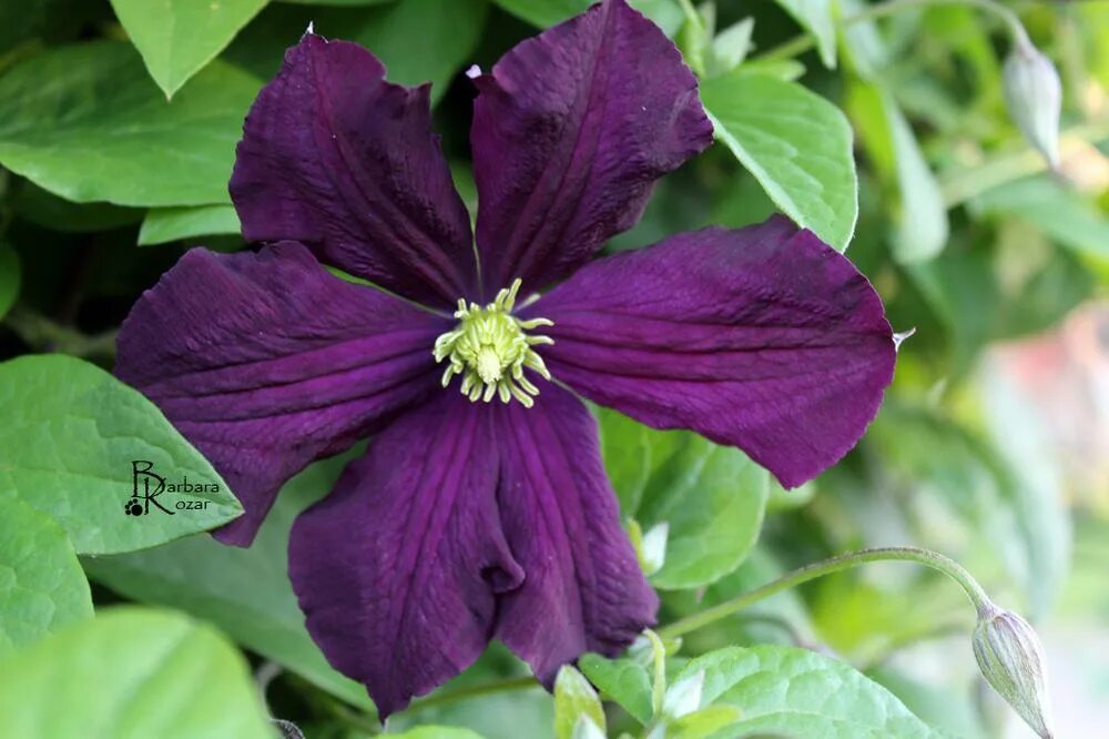 Clematis 'Jackmanii' - Wikipedia Clematis, Planten, Planten kweken