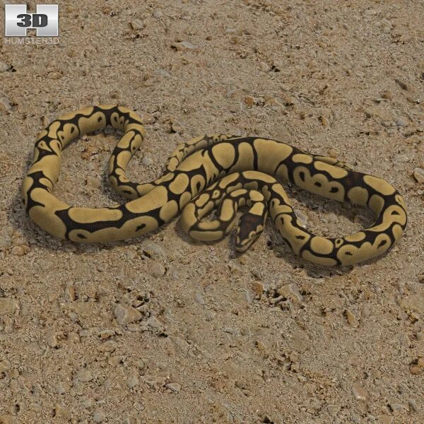 Python 3d модель. Питон 3d. 203 питон. python 3 д. 3d моделирование на базе питон.
