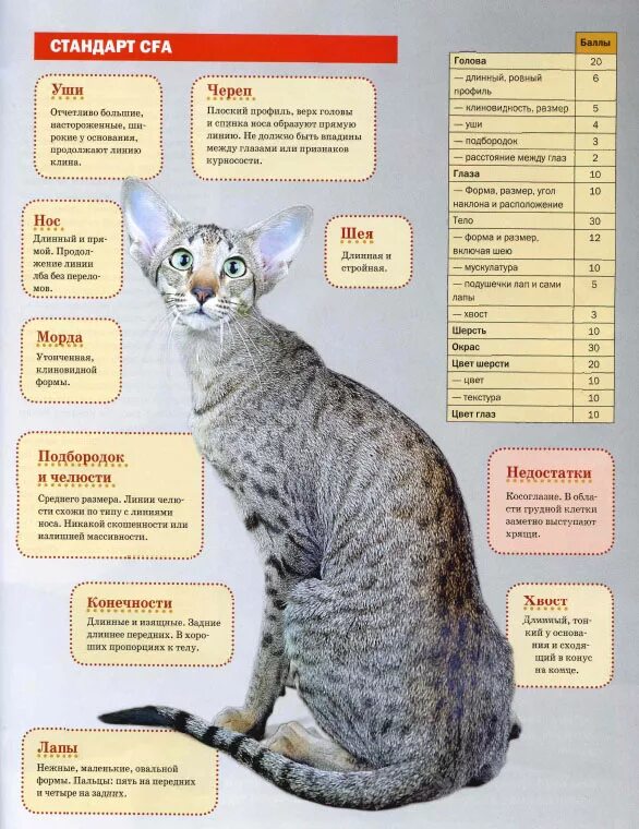 Стандарт породы ориентальной кошки. Кот Ориентал вислоухий. Породы кошек таблица. Кошки породы кошек таблица. Ориентальная кошка Размеры.