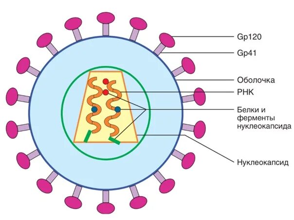 Схема строения вируса вич. Схематическое изображение строение вируса спида. строение вич вируса схема. схема строения вируса вирус иммунодефицита. строение вириона вич 1.