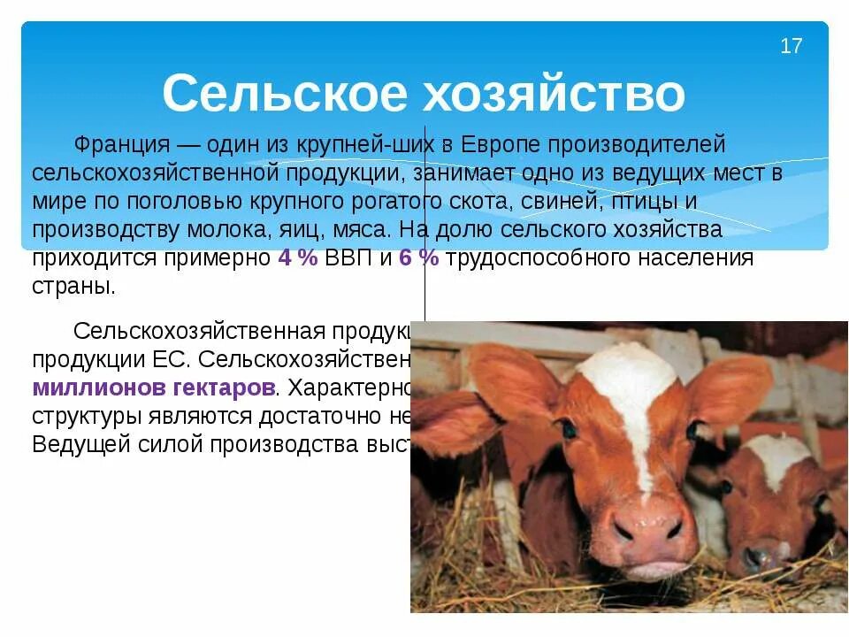Продукция сельского хозяйства франции. Сельское хозяйство франции. хозяйственная деятельность франции. отрасли сельского хозяйства франции. экономика сельское хозяйство франции.