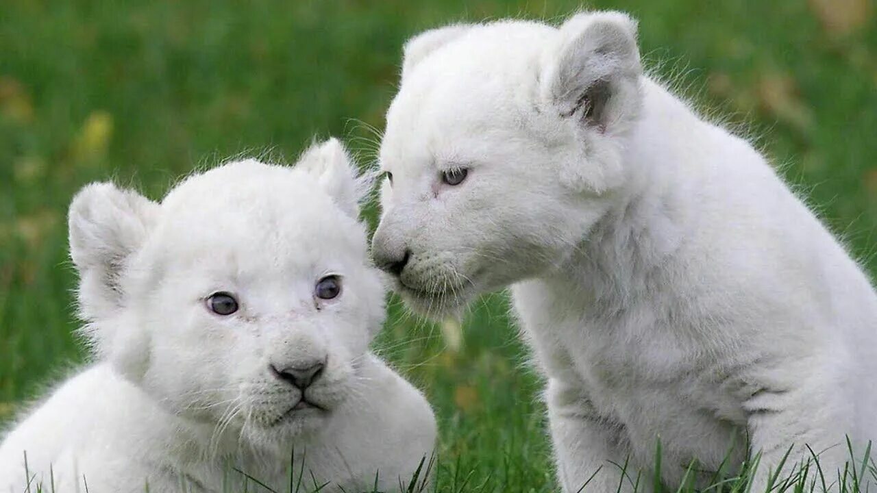 Animal communication. Прайд белых Львов. Белый Лев. Белый Львенок. Львенок альбинос.