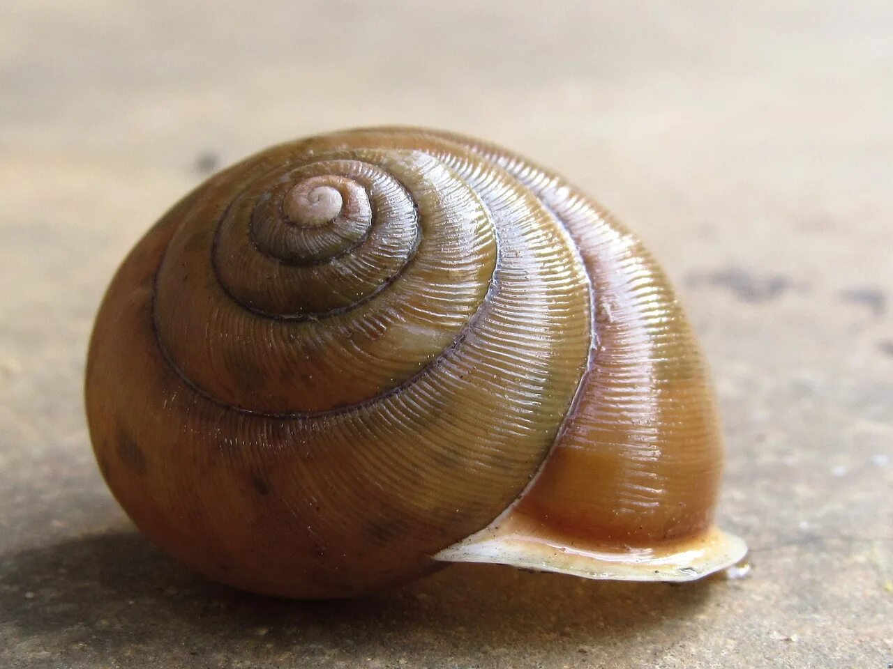 Snail shell
