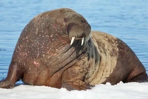 Морж на себе добывает