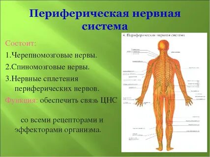 Элементы периферической системы