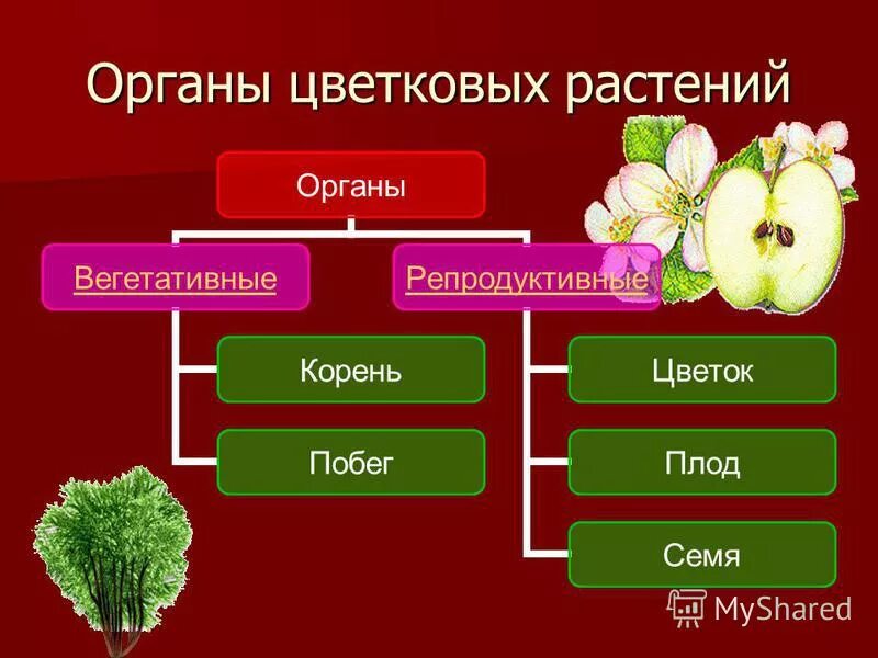 Специализированные органы растений