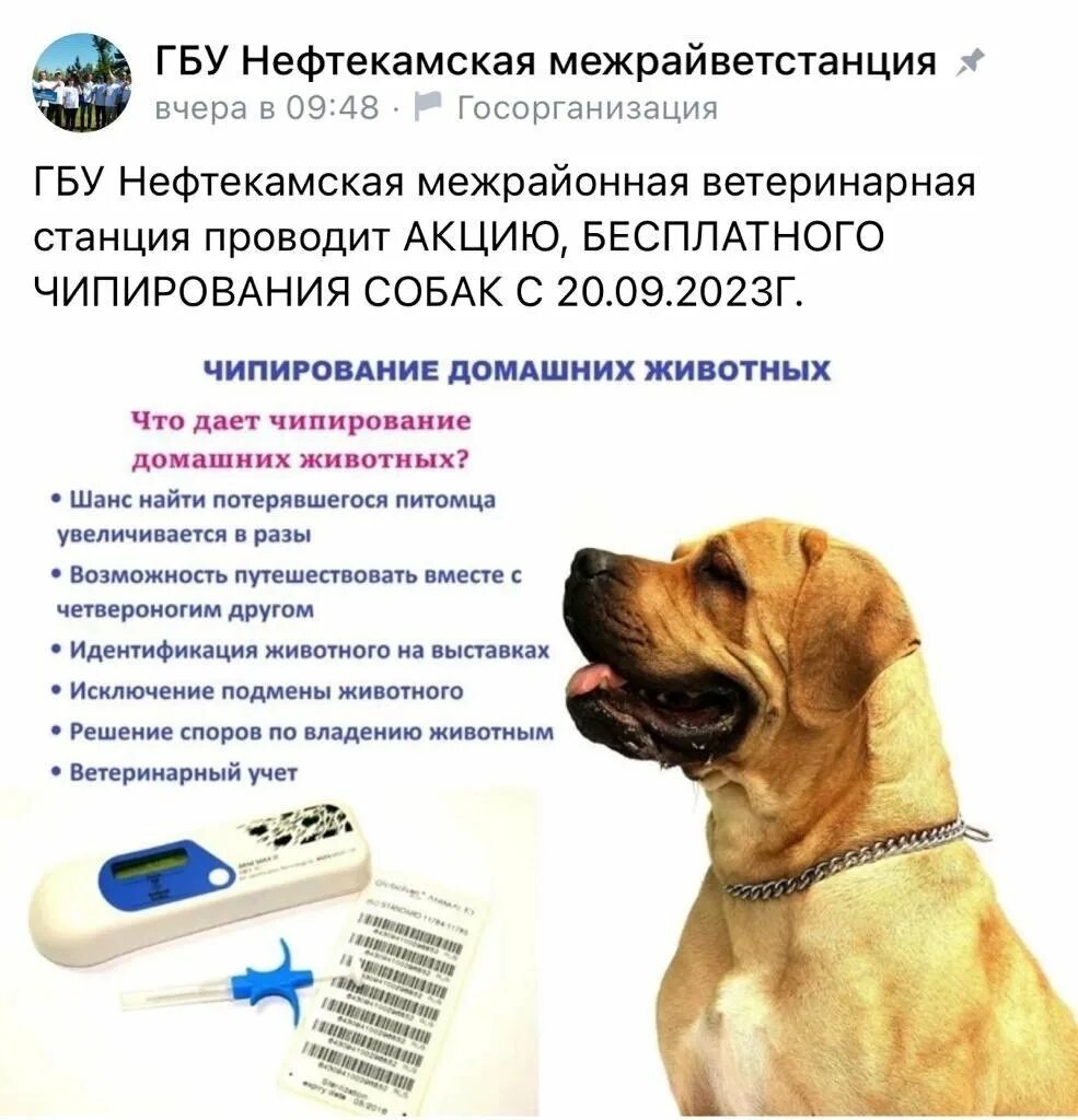 Чипирование это. Чипирование собак. электронное чипирование животного. чипирование собак фото. акция на чипирование собак.