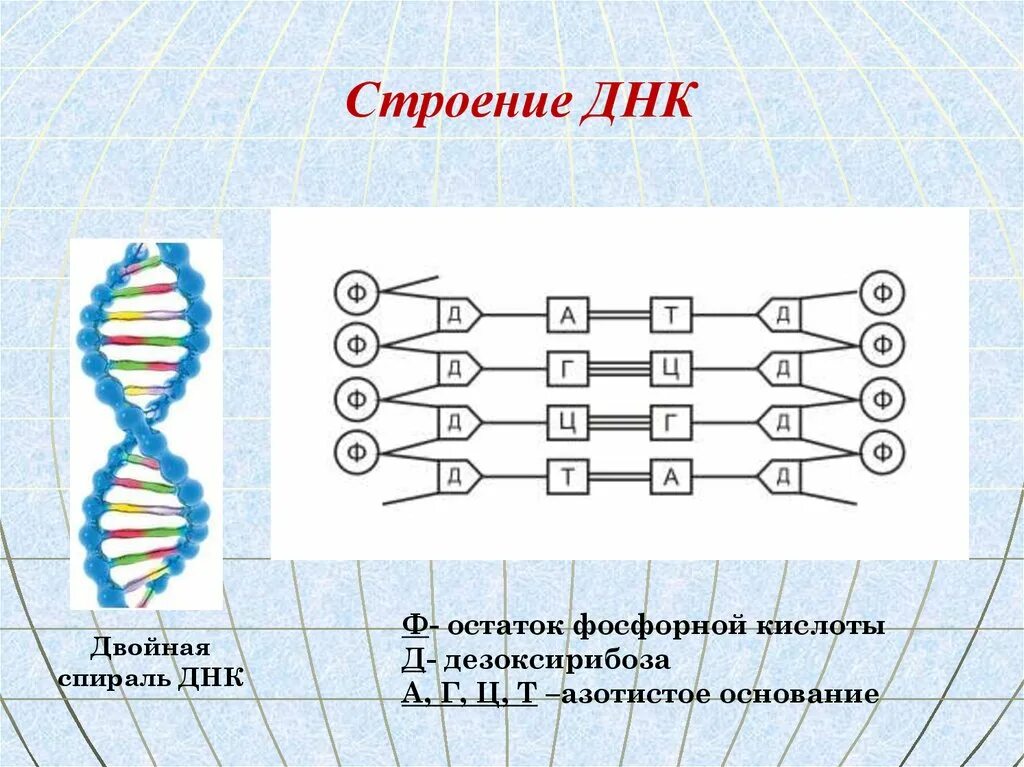 В состав молекулы днк входит фосфорная. Остаток фосфорной кислоты днк. структура днк. фосфорная кислота в днк. линейное строение днк.