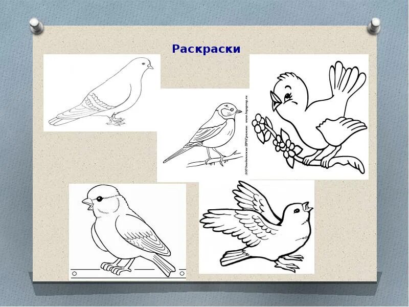 Рисование птиц 2 класс. Изо наши друзья птицы. птицы изображение и реальность. изо 2 класс птицы. наши друзья птицы изображение и реальность.