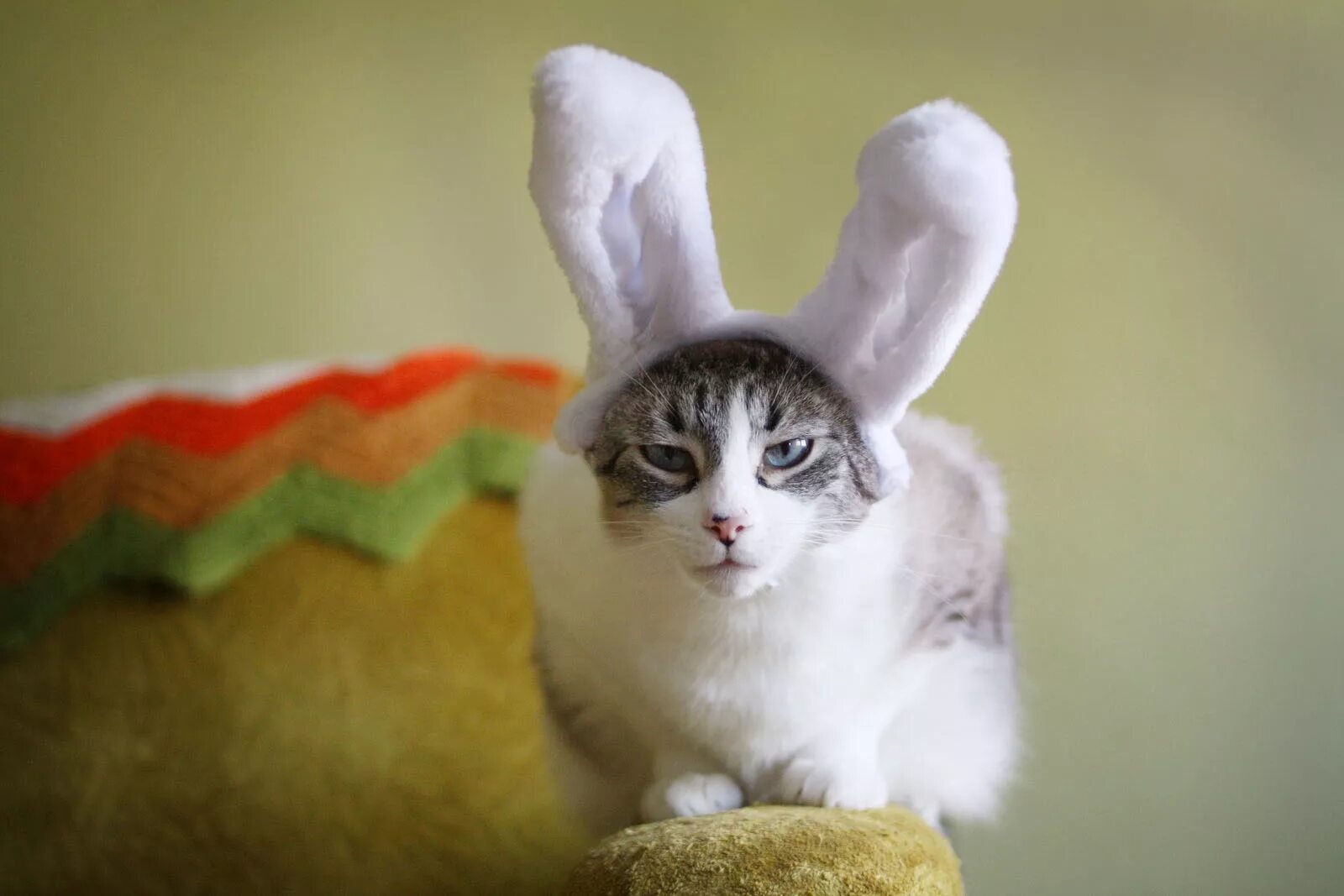 Зайчик и котенок. Кот и заяц. Кот с ушами зайца. Зайчик и котик. Кот в костюме зайца.