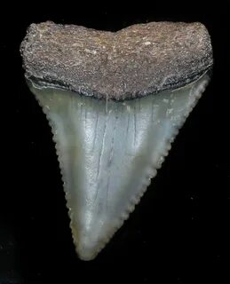 Shark tooth