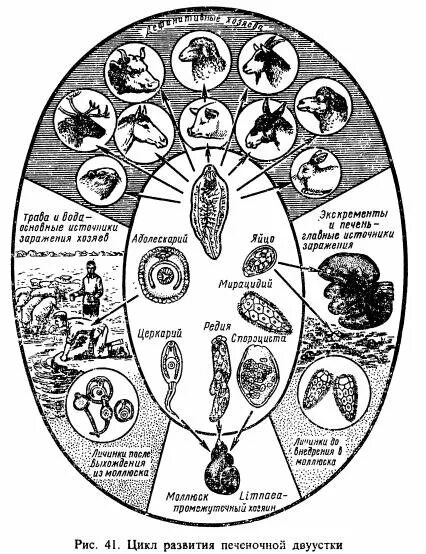 Печеночная двуустка жизненный цикл. Общая схема цикла развития трематод. Цикл развития печеночной двуустки. Жизненный цикл печеночного сосальщика. Схема цикла развития печеночной двуустки.