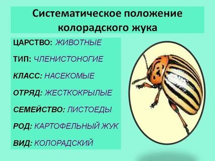 Позиция жука