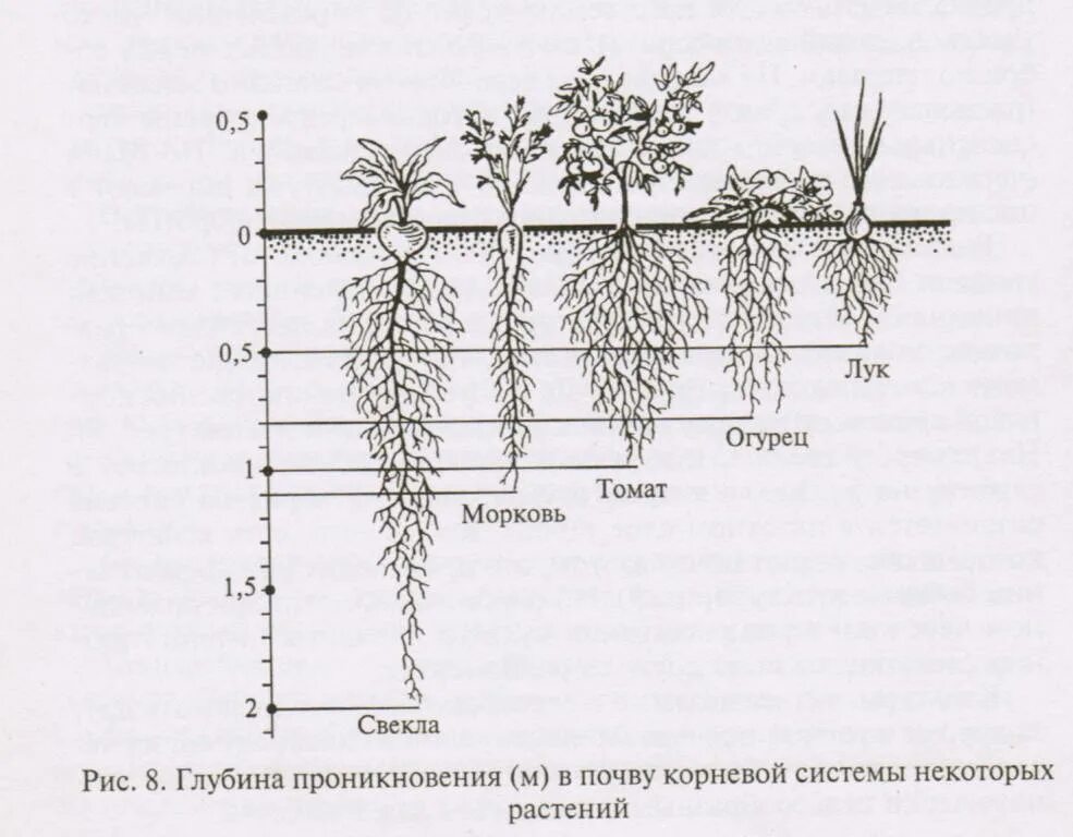 Корневая система томатов и огурцов. Корневая система томатов глубина. Корневая система помидор глубина. Корни огурцов глубина. Корень рассады огурцов