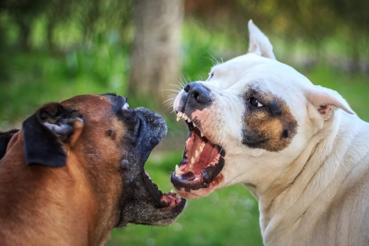К чему снится что тебя кусает собака. Бойцовские породы собак агрессивные. Злая собака. Агрессия животных.