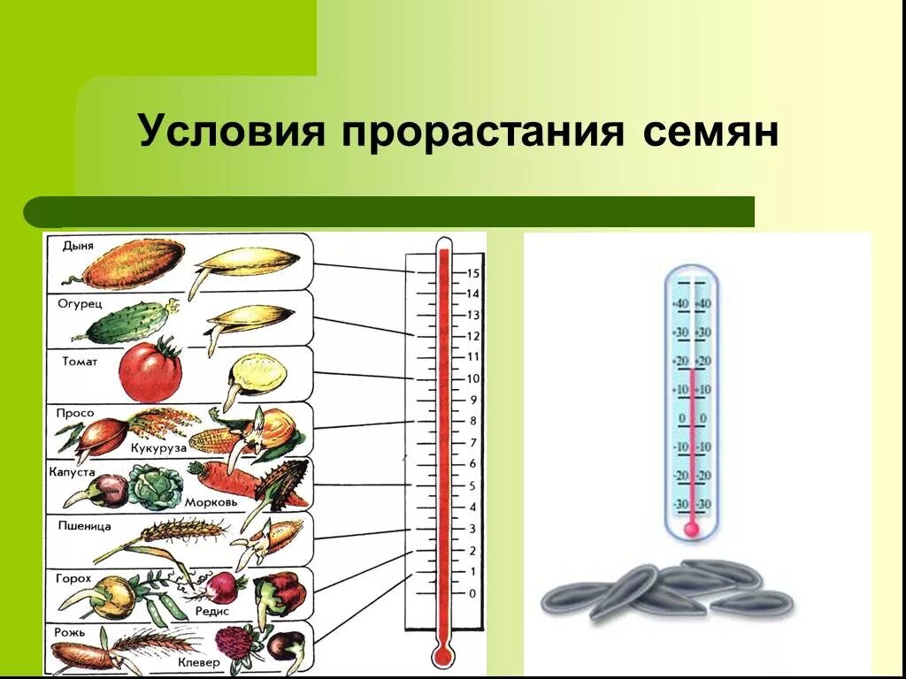 Температура прорастания семян. Оптимальная температура для прорастания семян. Глубина посева семян биология 6 класс. Температура прорастания семян. Влияние условий на прорастание семян.