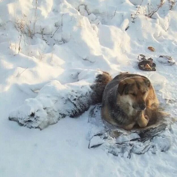 Собака овца. Собака замерзла насмерть. Собака в снегопад. Собака зимой на улице. Как собаки переносят зиму.
