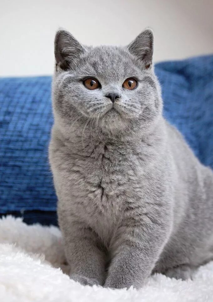 Породы кошек серая британская. Британская короткошёрстнаякошка. Ританская короткошёрстная кошка. Британская кошка короткошерстная серая. Британская короткошёрстная кошка голубая.