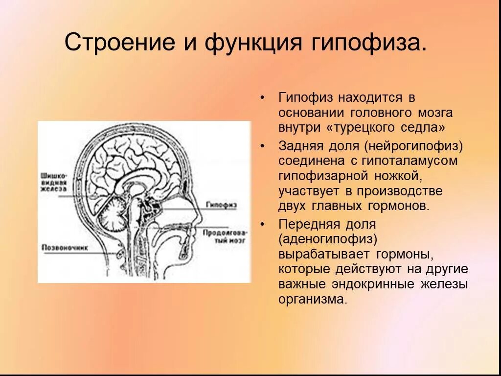 Гормоны вырабатываемые мозгом