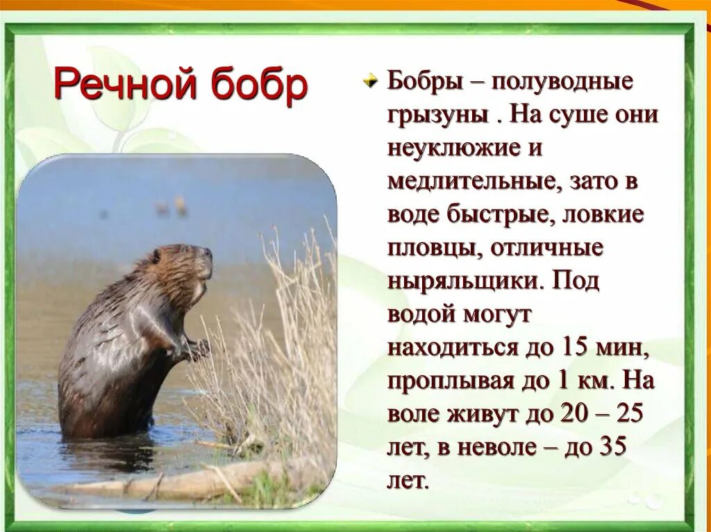 Текст про бобров. Речной Бобр красная книга доклад про него. Бобры в красной книге. Бобр красная книга. Речной бобер в красной книге.