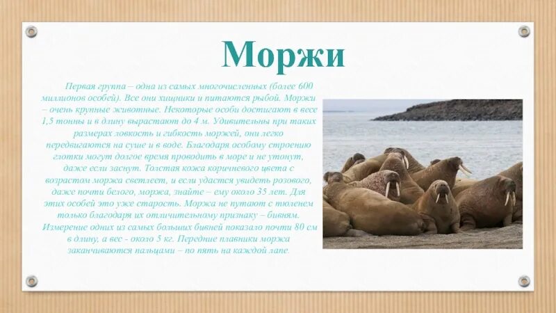 Морж сообщение 1 класс. Доклад про моржа. Морж питается рыбой. Масса моржа.