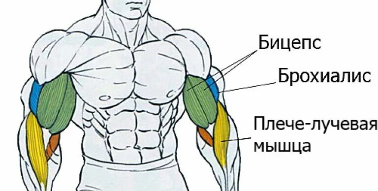 К чему крепится бицепс. Бицепс анатомия мышцы. Брахиалис мышца анатомия. Плечевая мышца брахиалис. Плечевая мышца и бицепс.