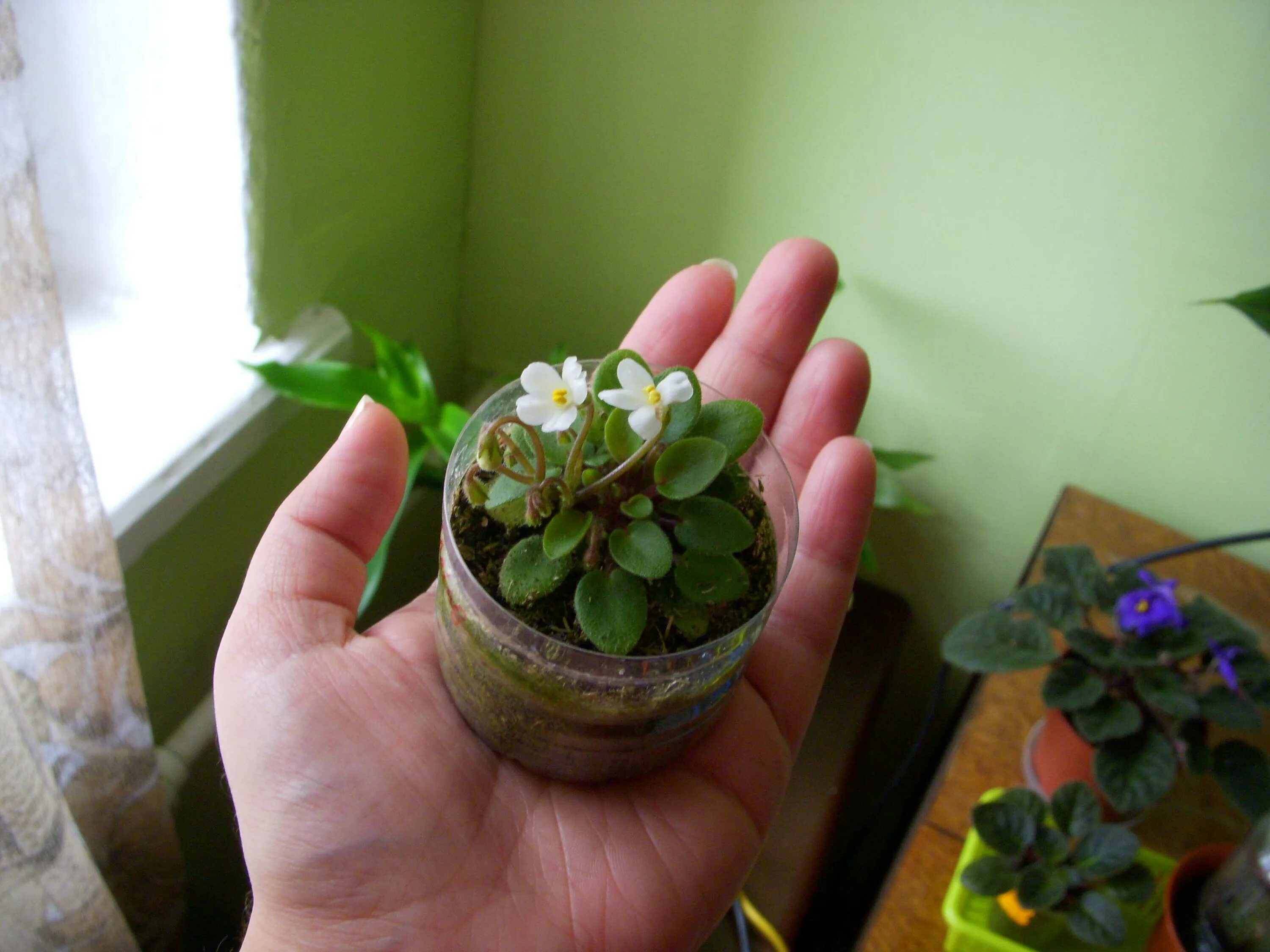 Фиалки полумини. Фиалка мини orhan. Миниатюрные фиалки. Миниатюрные фиалки. Фиалка махровая полумини.